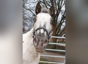 Appaloosa, Gelding, 13 years, 15.2 hh