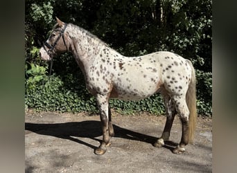 Appaloosa, Gelding, 13 years, 15.2 hh, Leopard-Piebald