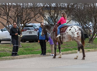 Appaloosa, Gelding, 13 years, 15,1 hh, Chestnut