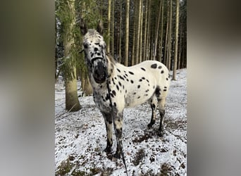 Appaloosa, Gelding, 13 years, 16 hh, Leopard-Piebald