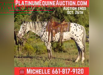 Appaloosa, Gelding, 14 years, 14.1 hh, Chestnut-Red
