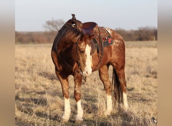 Appaloosa, Gelding, 14 years, 14.3 hh, Sorrel