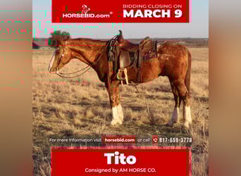 Appaloosa, Gelding, 14 years, 14.3 hh, Sorrel