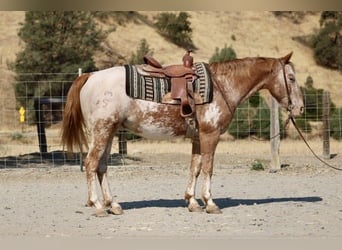Appaloosa, Gelding, 14 years, 14 hh, Chestnut