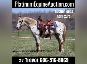 Appaloosa, Gelding, 14 years, 14 hh, Chestnut
