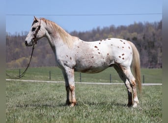 Appaloosa, Gelding, 14 years, 14 hh, Chestnut