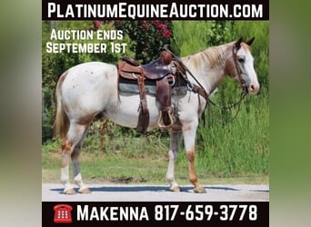 Appaloosa, Gelding, 14 years, 14,3 hh, Roan-Red