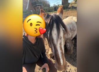 Appaloosa, Gelding, 14 years, 15.2 hh