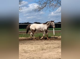 Appaloosa, Gelding, 14 years, 15.2 hh