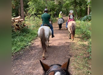 Appaloosa, Gelding, 14 years, 15,2 hh
