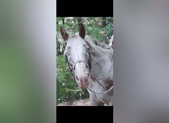 Appaloosa, Gelding, 14 years, 15,2 hh