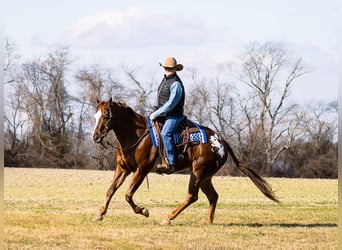 Appaloosa, Gelding, 14 years, 16 hh, Sorrel