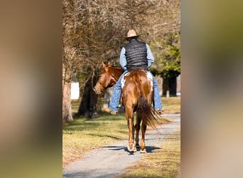 Appaloosa, Gelding, 14 years, 16 hh, Sorrel