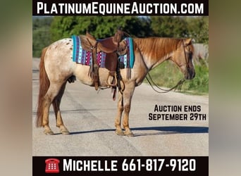 Appaloosa, Gelding, 15 years, 13.2 hh, Roan-Red