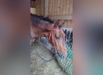 Appaloosa Mix, Gelding, 15 years, 14.2 hh, Brown