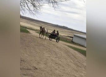 Appaloosa, Gelding, 15 years, 14,3 hh, Gray