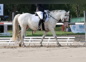 Appaloosa Mix, Gelding, 15 years, 14 hh, Leopard-Piebald