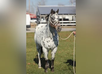 Appaloosa, Gelding, 15 years, 15,1 hh, Bay