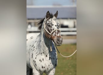 Appaloosa, Gelding, 15 years, 15,1 hh, Bay