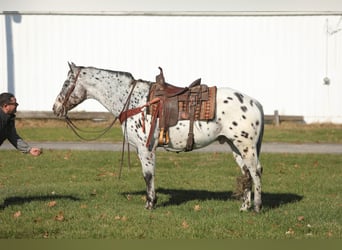 Appaloosa, Gelding, 15 years, 15,1 hh, Bay