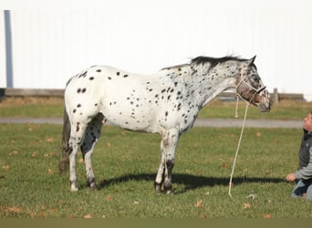 Appaloosa, Gelding, 15 years, 15,1 hh, Bay