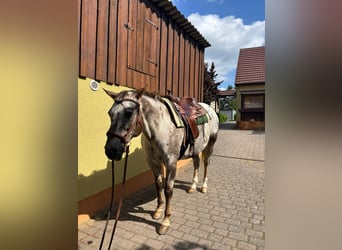 Appaloosa, Gelding, 15 years, 15.1 hh, Chestnut