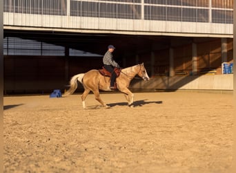 Appaloosa, Gelding, 15 years, 15.1 hh, Palomino