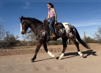 Appaloosa, Gelding, 15 years, 15.1 hh