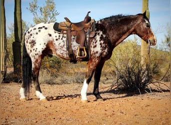 Appaloosa, Gelding, 15 years, 15.1 hh