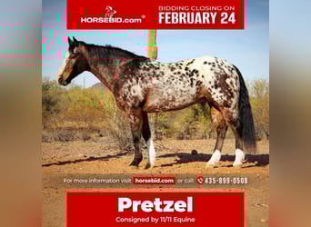 Appaloosa, Gelding, 15 years, 15.1 hh