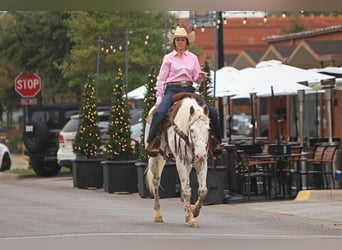 Appaloosa, Gelding, 15 years, 15.3 hh