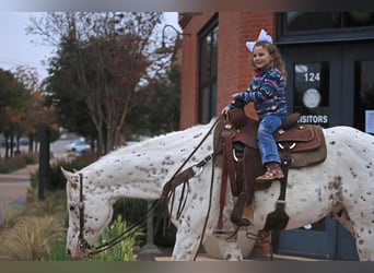 Appaloosa, Gelding, 15 years, 15.3 hh