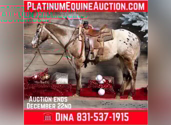 Appaloosa, Gelding, 15 years, 15 hh, Bay