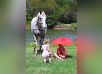 Appaloosa, Gelding, 15 years, 15 hh, Chestnut