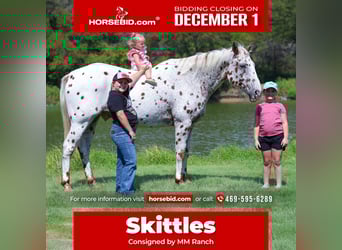 Appaloosa, Gelding, 15 years, 15 hh, Chestnut