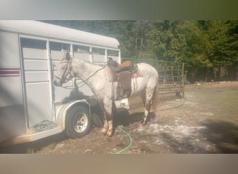 Appaloosa, Gelding, 15 years, 15 hh, White