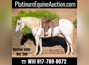 Appaloosa, Gelding, 15 years, 16 hh, White