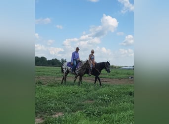 Appaloosa, Gelding, 15 years, Bay