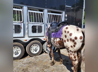 Appaloosa, Gelding, 15 years, Bay