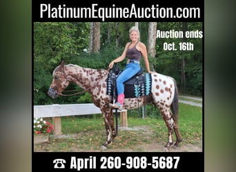 Appaloosa, Gelding, 15 years, Bay