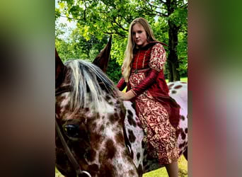 Appaloosa, Gelding, 15 years, Bay