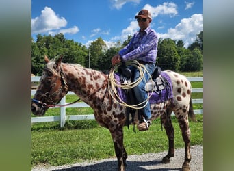 Appaloosa, Gelding, 15 years, Bay