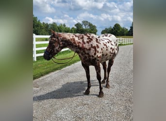 Appaloosa, Gelding, 15 years, Bay