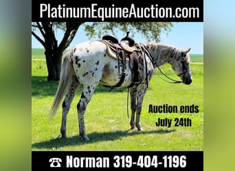 Appaloosa, Gelding, 15 years, Chestnut