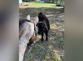 Appaloosa, Gelding, 15 years, Sorrel