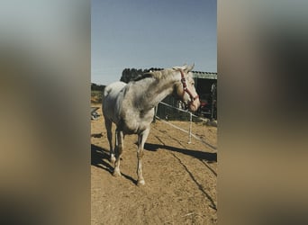 Appaloosa, Gelding, 16 years, 15.2 hh, Cremello