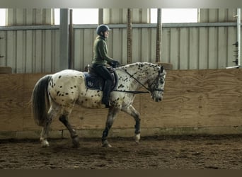 Appaloosa Mix, Gelding, 16 years, 15.2 hh, Leopard-Piebald