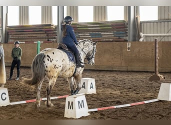 Appaloosa Mix, Gelding, 16 years, 15.2 hh, Leopard-Piebald
