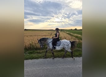 Appaloosa Mix, Gelding, 16 years, 15.2 hh, Leopard-Piebald