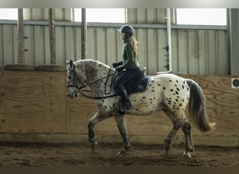 Appaloosa Mix, Gelding, 16 years, 15.2 hh, Leopard-Piebald
